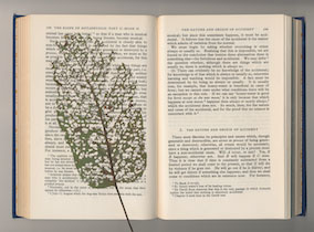 Sarah van Lamsweerde